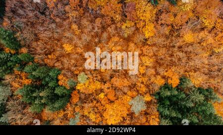 Fall forest landscape view from above. Colorful nature background. Autumn forest aerial drone view.Idyllic fall scenery from a birds eye view.Trees wi