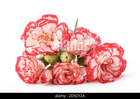 Red and white carnation isolated on white background Stock Photo