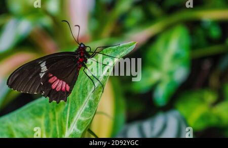 Parides iphidamas butterfly, the Iphidamas cattleheart or Transandean cattleheart Stock Photo