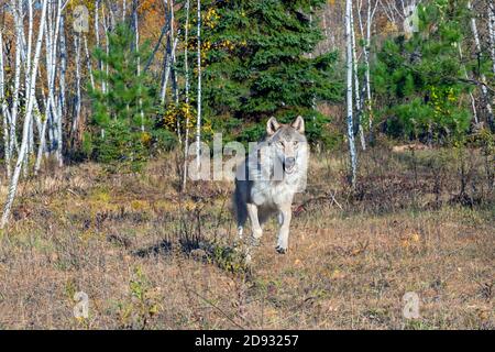 Grey Wolf running out of a Birch Forest in Autumn Stock Photo