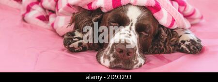 English springer spaniel, pet dog sleeping on bed Stock Photo