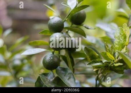 Fresh green mandarine on the tree with leaves close up Stock Photo