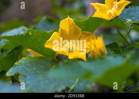 Winter melon or ash gourd bloomed flower close up Stock Photo