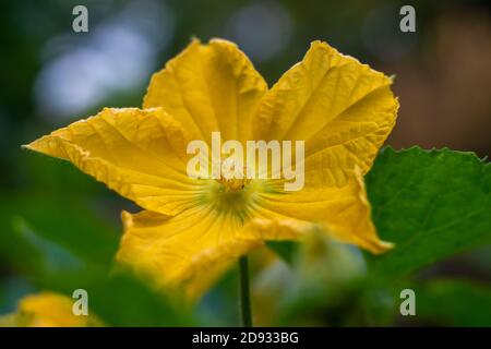 Winter melon or ash gourd close up bloomed flower Stock Photo