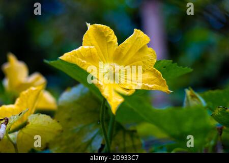 Winter melon squash fresh flower Stock Photo