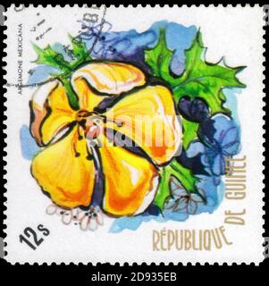 Saint Petersburg, Russia - September 18, 2020: Stamp printed in the Guinea with the image of the Argemone mexicana, circa 1974 Stock Photo