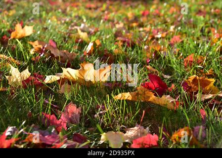 Autumn leaves lie on the lawn, Germany, Europe Stock Photo