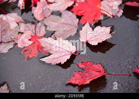 Foliage of a red maple lies on the wet road, Germany, Europe Stock Photo