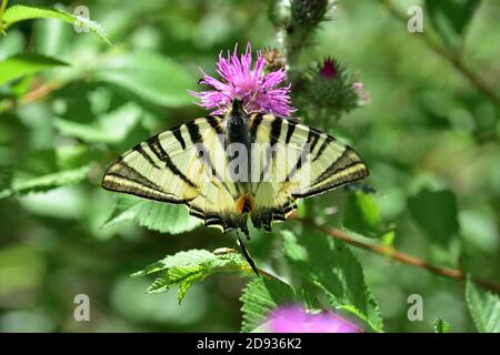 Isolated specimen of Iphiclides podalirius, also known as Chinese scarce swallowtail, photographed here on wild thistle flowers, a plant of the Astera Stock Photo