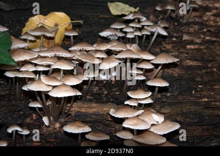 Wild mushrooms growing on a log in the forest Stock Photo