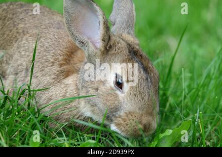 close-up portrait of small brown bunny surrounded by greenery on a farm Stock Photo