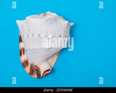 large seashell on a blue background Stock Photo
