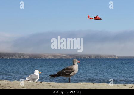 Two gulls on the shore at Bodega Bay appear to watch as a helicopter flys by. Stock Photo