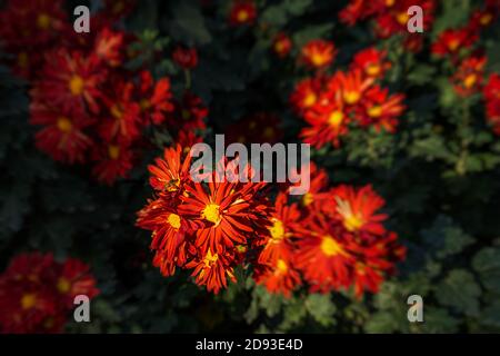 Red and yellow chrysanthemums on a blurry background close-up view from above. Beautiful maroon chrysanthemums bloom in the garden. Natural Wallpaper Stock Photo