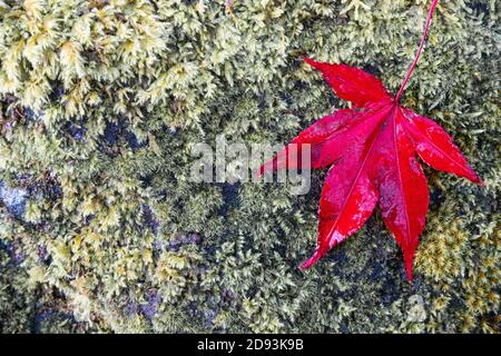 A bright red autumn maple tree leaf on moss Stock Photo
