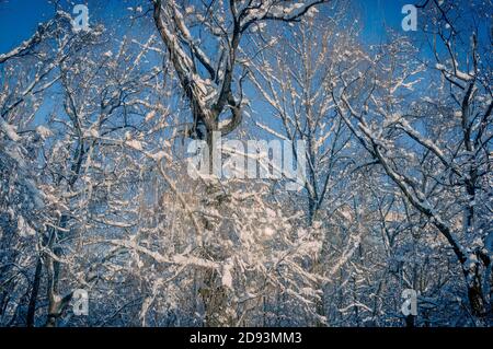 Winter landscape - snow and icicles on tree branches sparkle in the rays of the bright sun Stock Photo