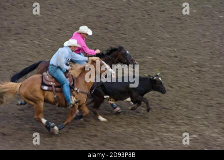 Rodeo show in the arena, steer wrestling where a rider chases a steer, drops from the horse to the steer, then wrestles the steer to the ground by gra Stock Photo