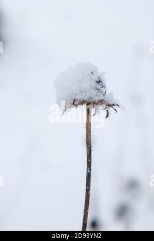 Snow covered wildflower standing alone in snow-white snowdrift. Hush and serenity. First snow.Winter natural background. Stock Photo