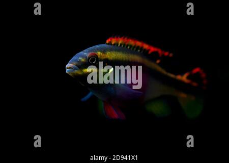 Colorful female Kribensis cichlid fish Stock Photo
