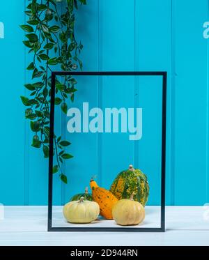one blank black frame, some pumkins and an ivy on a blue wood background Stock Photo