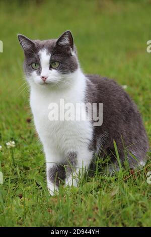 An adult beautiful cat with a serious look of green eyes is sitting in the green grass and looking into the distance on a summer day. Stock Photo