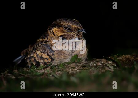 Pauraque - Nyctidromus albicollis also called common pauraque in the night, nightjar species, one of two birds in the genus Nyctidromus, breeds in the Stock Photo