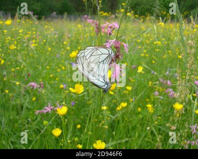 White butterflies with a black pattern on their wings sit on pink flowers of 	cuckooflower on a green flowering meadow on a sunny summer day. Stock Photo