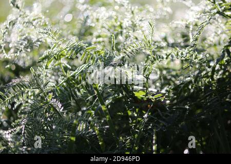 Green silvery grass of mouse peas in drops of morning dew at dawn. Magic sunlight in dew drops on the grass. Dawn landscape with sun glare. Stock Photo