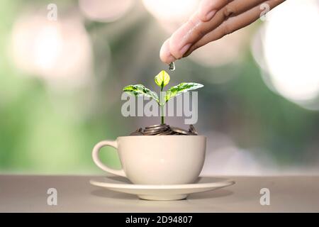 A tree growing on a pile of money in a white coffee cup, including a hand that watered the plants, ideas for financial growth and money saving. Stock Photo