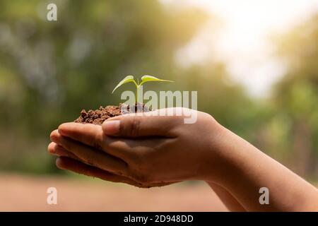 Hand holding growing tree on blurred green nature background and sun light concept about earth day. Stock Photo