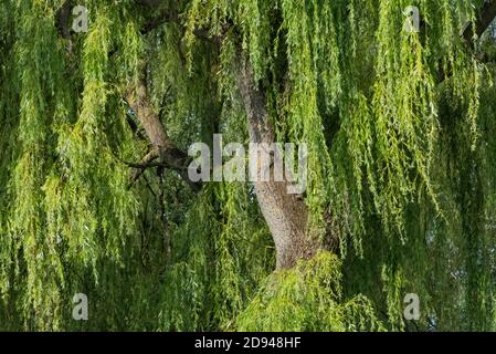 Willow tree, Klaipeda, Lithuania Stock Photo