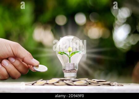 The tree grows in the light bulb on top of the coin pile, including the hand holding the coin, energy-saving, and money-saving ideas. Stock Photo