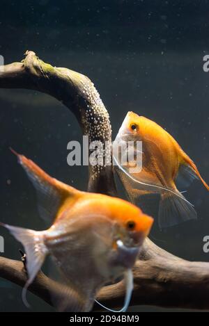 Pair of Gold Pterophyllum Scalare in aqarium, yellow angelfish lays its eggs. Stock Photo
