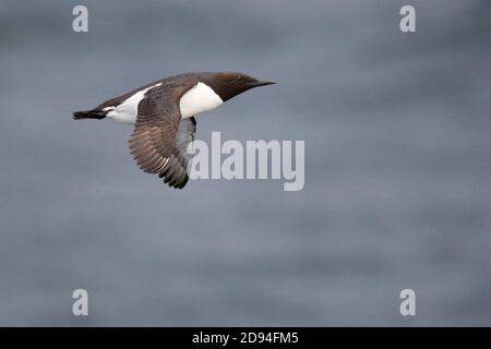 Common Guillemot (Uria aalge), in flight near Commander Islands off the coast of Kamchatka, far east Russia 30th May 2012 Stock Photo