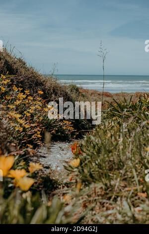 Ohope beach in the summer Stock Photo