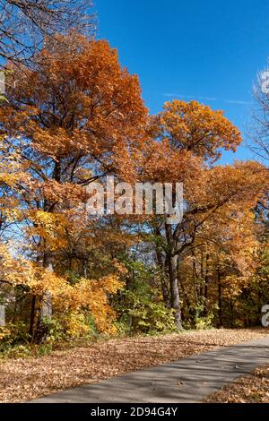 Autumn trees changing colors beside the sidewalk path on the Mississippi River Boulevard. St Paul Minnesota MN USA Stock Photo