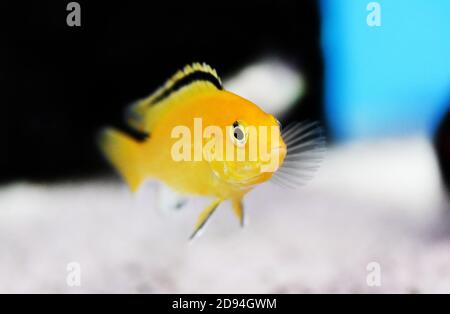 Electric Yellow Afican Cichlid - (Labidochromis caeruleus) Stock Photo