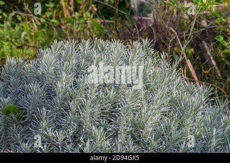 lavender plant grows outdoors in the vegetable garden Stock Photo