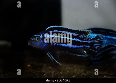 Maingano African Cichlid from Malawi Lake - (Melanochromis cyaneorhabdos) Stock Photo