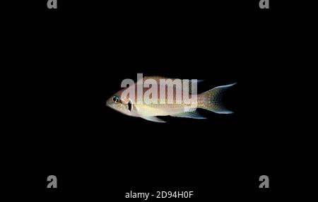 Brichardi Cichlid, Albino African Princess fish - (Neolamprologus brichardi) Stock Photo