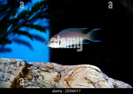 Brichardi Cichlid, Albino African Princess fish - (Neolamprologus brichardi) Stock Photo