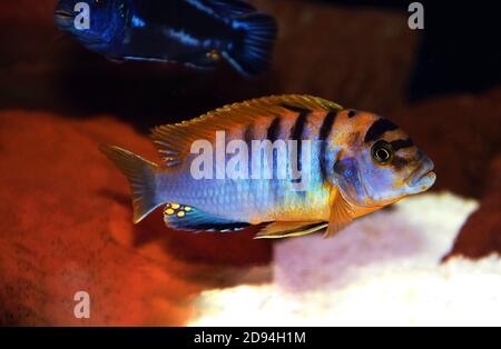 Red Top Hongi Cichlid - (Labidochromis Hongi) Stock Photo