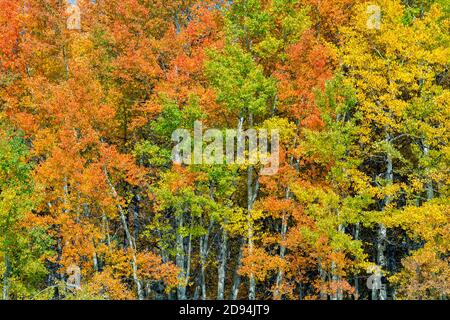 Quaking Aspens (Populus tremuloides), Autumn colors, Grand Tetons NP, WY, USA, by Dominique Braud/Dembinsky Photo Assoc Stock Photo