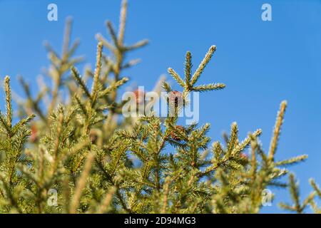 Natural evergreen branches with cones of Christmas tree in pine forest on background blue sky on sunny day. Fir branches ready for festive decoration Stock Photo