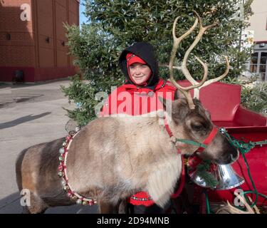 Teenage trainer in red outfit managing a reindeer Christmas season visit to the Roseville shopping Mall. Roseville Minnesota MN USA Stock Photo