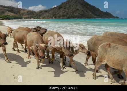 Landscape Herd Of Cows On Tropical Beach. Back Home Stock Photo