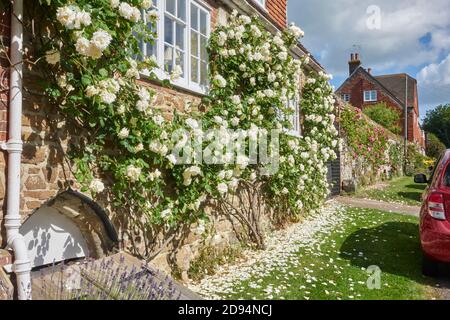 Rose covered cottage in Winchelsea, East Sussex, UK Stock Photo