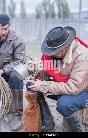 Cowboy pouring mate tea, Torres del Paine National Park, Patagonia, Chile, South America Stock Photo