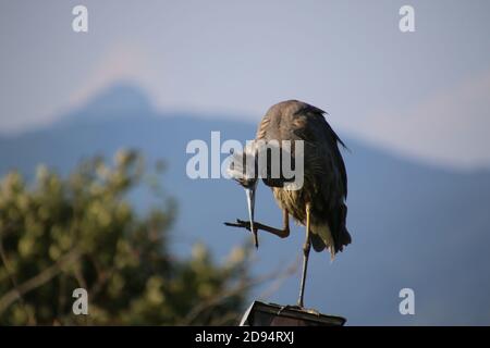 A great blue heron standing on a bird house on a post preening itself.  The background behind it is blurred and contains bushes Stock Photo