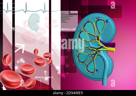 Human kidney in abstract background Stock Photo